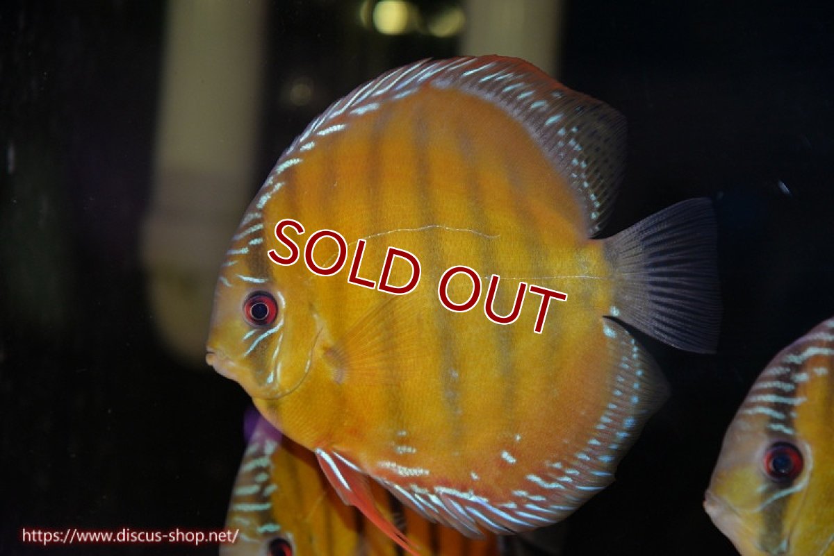 画像2: 【30周年記念セール対象個体】【ワイルドディスカス】【通販】【３年ぶりの入荷】ヤムンダローズレッド【個体販売】14-15cm（生体）ヤムンダ産 (2)