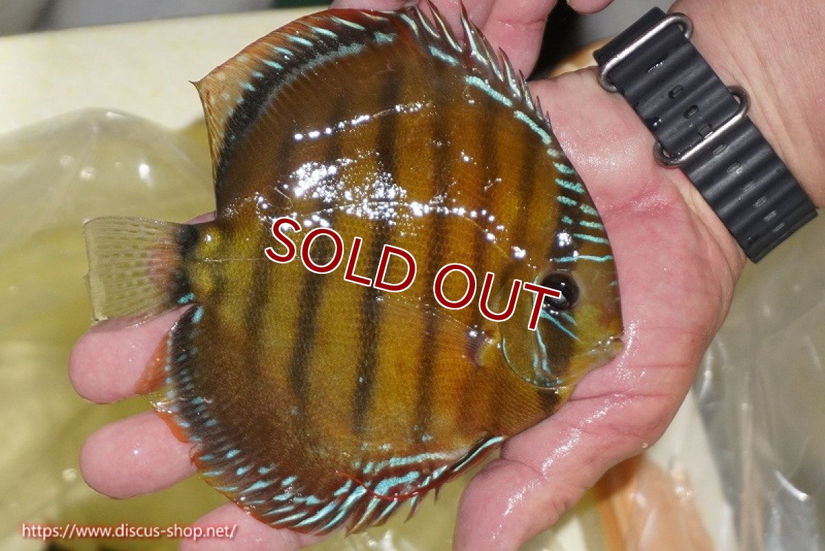 画像4: 【30周年記念セール対象個体】【ワイルドディスカス】【通販】【３年ぶりの入荷】ヤムンダローズレッド【個体販売】14-15cm（生体）ヤムンダ産 (4)