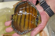 画像4: 【決算セール対象個体】【ワイルドディスカス】【通販】【３年ぶりの入荷】ヤムンダローズレッド【個体販売】14-15cm（生体）ヤムンダ産 (4)