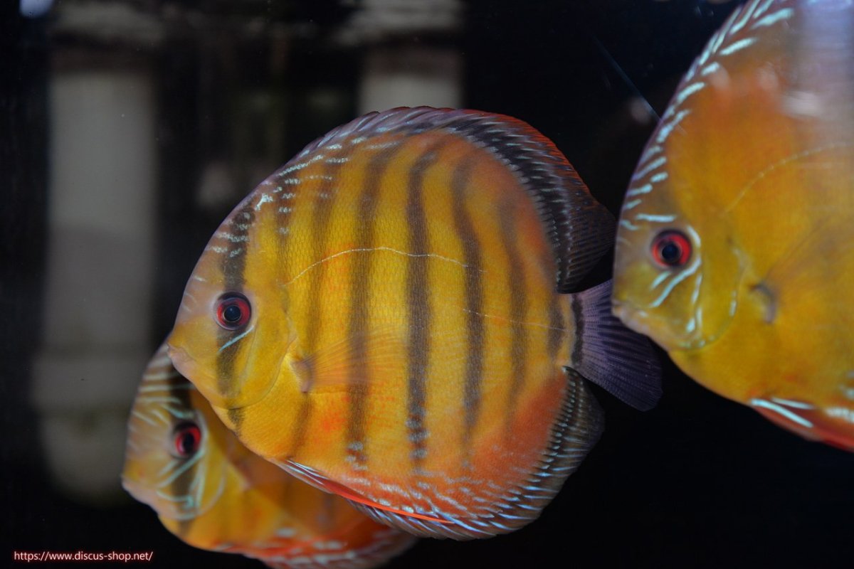 画像1: 【決算セール対象個体】【ワイルドディスカス】【通販】【３年ぶりの入荷】ヤムンダローズレッド【個体販売】14-15cm（生体）ヤムンダ産 (1)