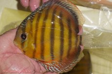 画像1: 【ワイルドディスカス】【通販】【３年ぶりの入荷】ヤムンダローズレッド【個体販売】14-15cm（生体）ヤムンダ産 (1)