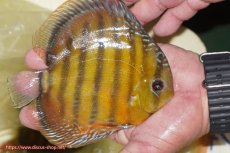 画像3: 【決算セール対象個体】【ワイルドディスカス】【通販】【３年ぶりの入荷】ヤムンダローズレッド【個体販売】14-15cm（生体）ヤムンダ産 (3)