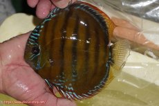 画像1: 【ワイルドディスカス】【通販】【３年ぶりの入荷】ヤムンダローズレッド【個体販売】14-15cm（生体）ヤムンダ産 (1)