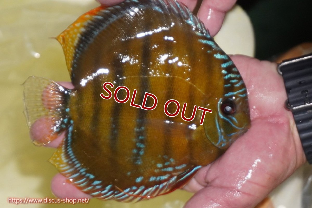 画像2: 【ワイルドディスカス】【通販】【３年ぶりの入荷】ヤムンダローズレッド【個体販売】14-15cm（生体）ヤムンダ産 (2)