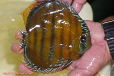 画像2: 【ワイルドディスカス】【通販】【３年ぶりの入荷】ヤムンダローズレッド【個体販売】14-15cm（生体）ヤムンダ産 (2)