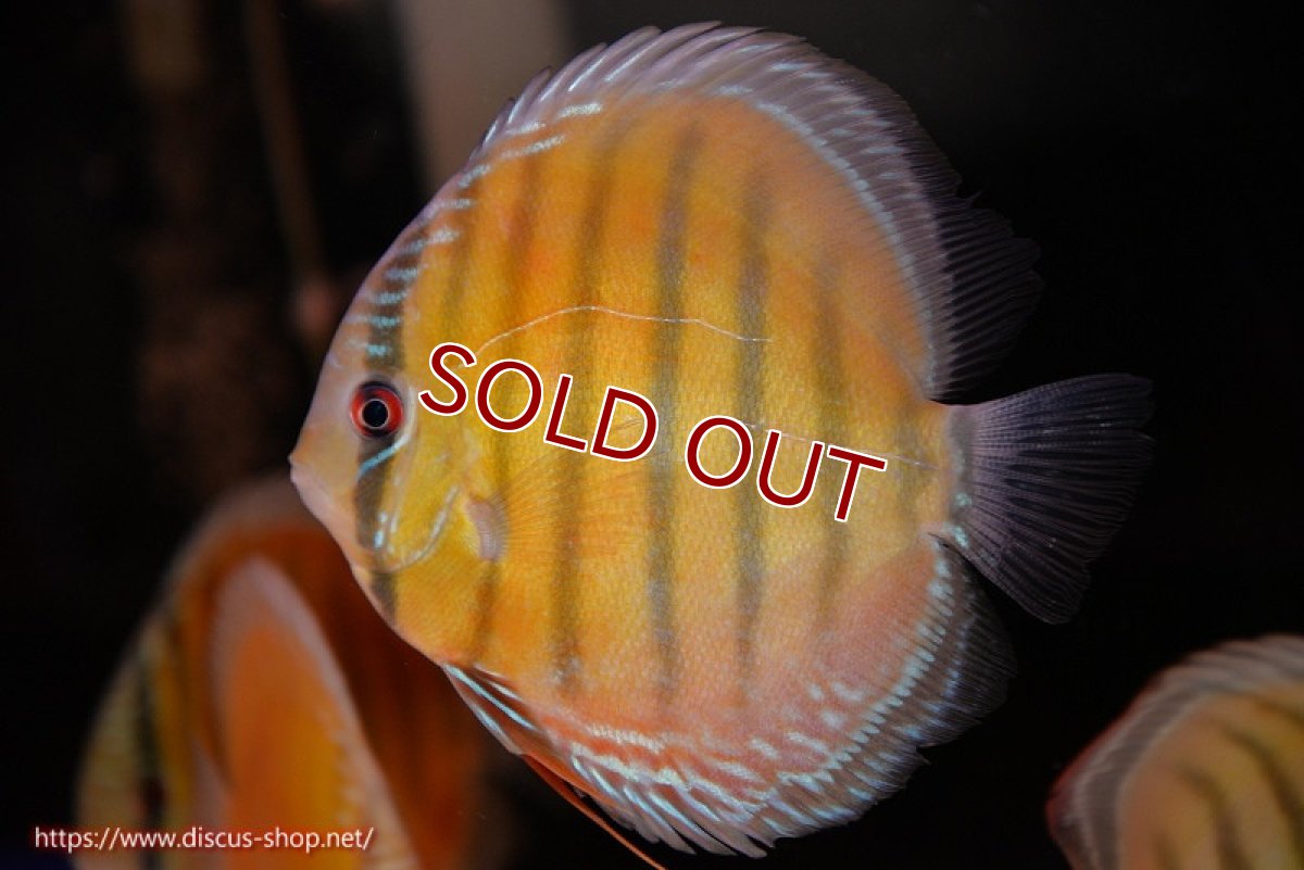 画像1: 【ワイルドディスカス】【通販】【３年ぶりの入荷】ヤムンダローズレッド【個体販売】12-13cm（生体）ヤムンダ産 (1)