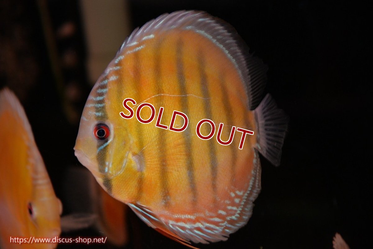 画像2: 【ワイルドディスカス】【通販】【３年ぶりの入荷】ヤムンダローズレッド【個体販売】12-13cm（生体）ヤムンダ産 (2)