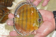 画像2: 【ワイルドディスカス】【通販】【３年ぶりの入荷】ヤムンダローズレッド【個体販売】12-13cm（生体）ヤムンダ産 (2)