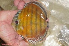 画像3: 【ワイルドディスカス】【通販】【３年ぶりの入荷】ヤムンダローズレッド【個体販売】12-13cm（生体）ヤムンダ産 (3)