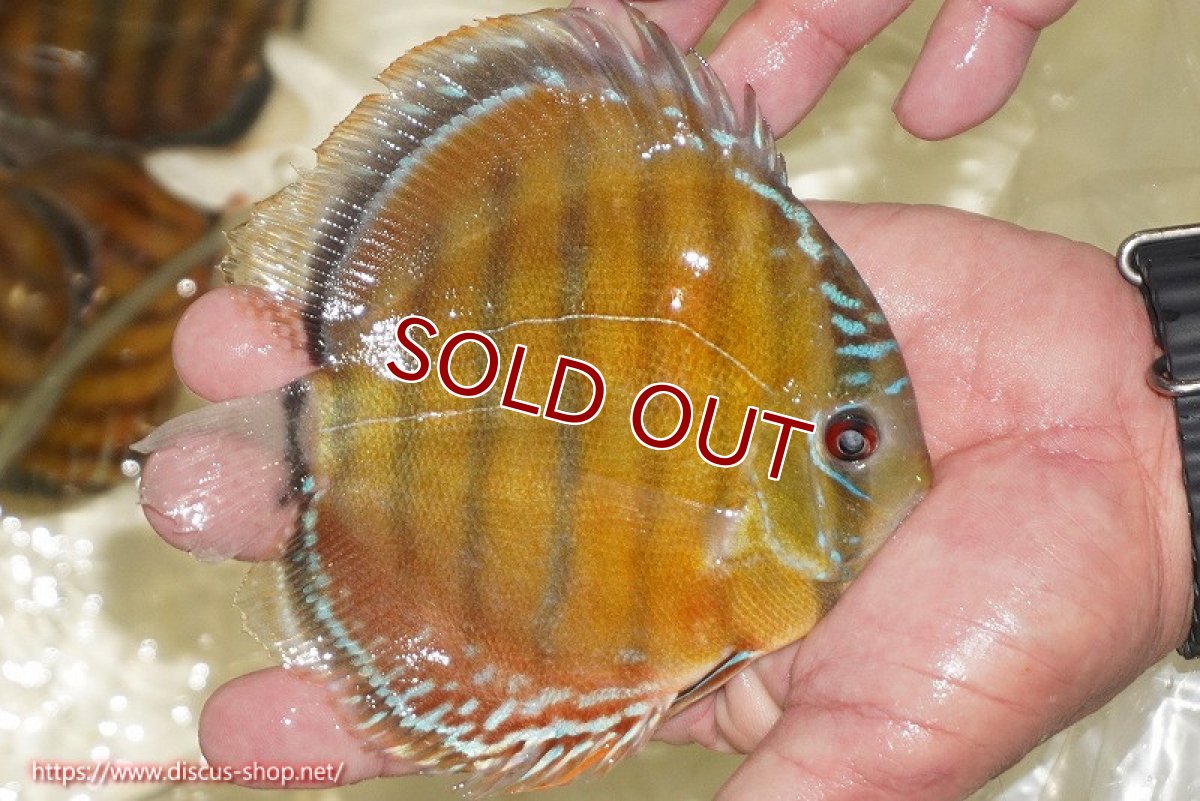 画像4: 【ワイルドディスカス】【通販】【３年ぶりの入荷】ヤムンダローズレッド【個体販売】12-13cm（生体）ヤムンダ産 (4)