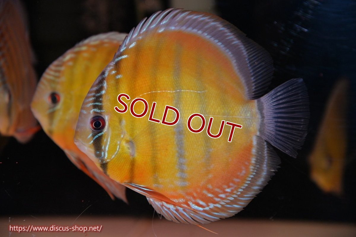 画像1: 【ワイルドディスカス】【通販】【３年ぶりの入荷】ヤムンダローズレッド【個体販売】12-13cm（生体）ヤムンダ産 (1)