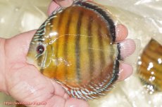 画像1: 【ワイルドディスカス】【通販】【３年ぶりの入荷】ヤムンダローズレッド【個体販売】12-13cm（生体）ヤムンダ産 (1)