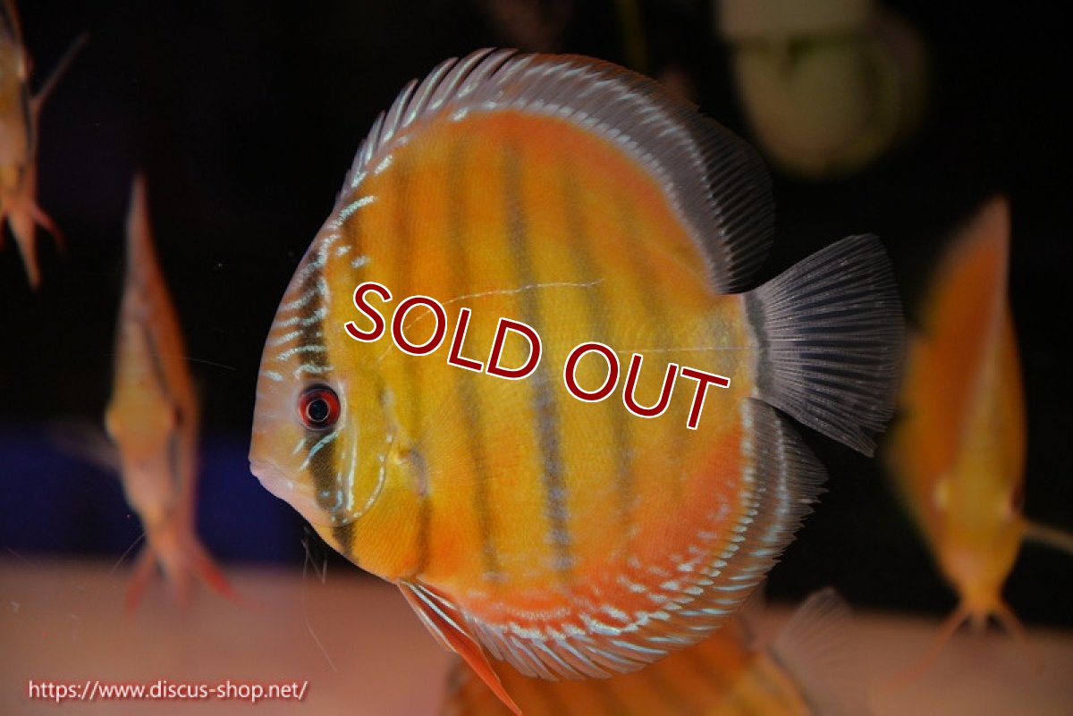 画像2: 【ワイルドディスカス】【通販】【３年ぶりの入荷】ヤムンダローズレッド【個体販売】12-13cm（生体）ヤムンダ産 (2)