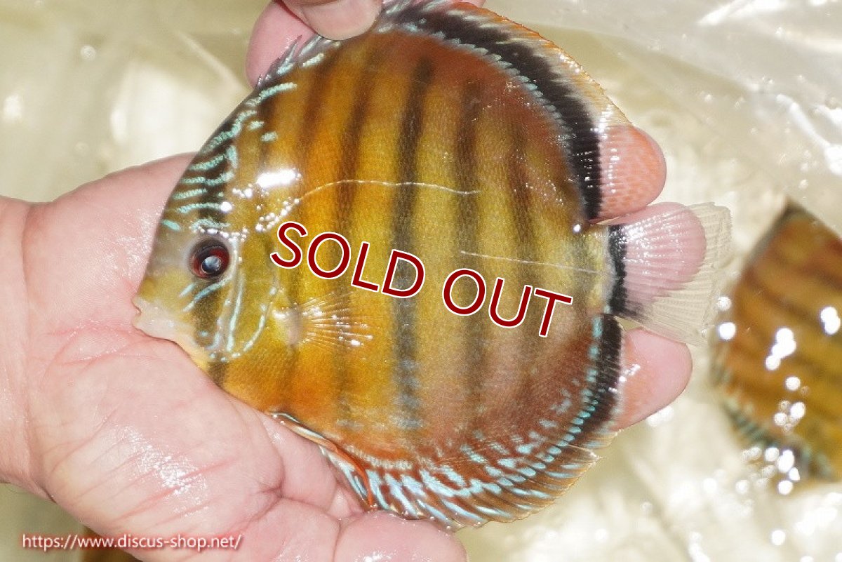 画像3: 【ワイルドディスカス】【通販】【３年ぶりの入荷】ヤムンダローズレッド【個体販売】12-13cm（生体）ヤムンダ産 (3)