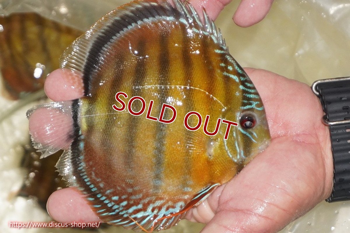 画像4: 【ワイルドディスカス】【通販】【３年ぶりの入荷】ヤムンダローズレッド【個体販売】12-13cm（生体）ヤムンダ産 (4)