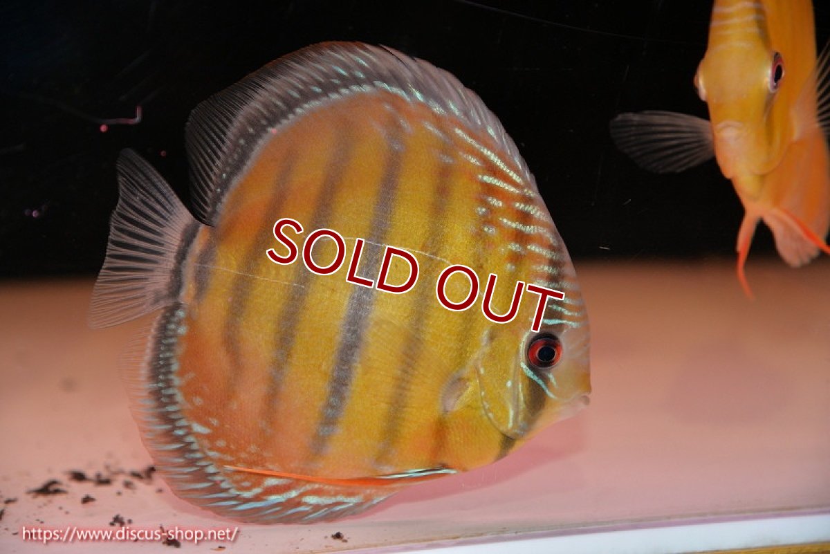 画像1: 【ワイルドディスカス】【通販】【３年ぶりの入荷】ヤムンダローズレッド【個体販売】12-13cm（生体）ヤムンダ産 (1)