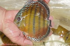 画像1: 【ワイルドディスカス】【通販】【３年ぶりの入荷】ヤムンダローズレッド【個体販売】12-13cm（生体）ヤムンダ産 (1)