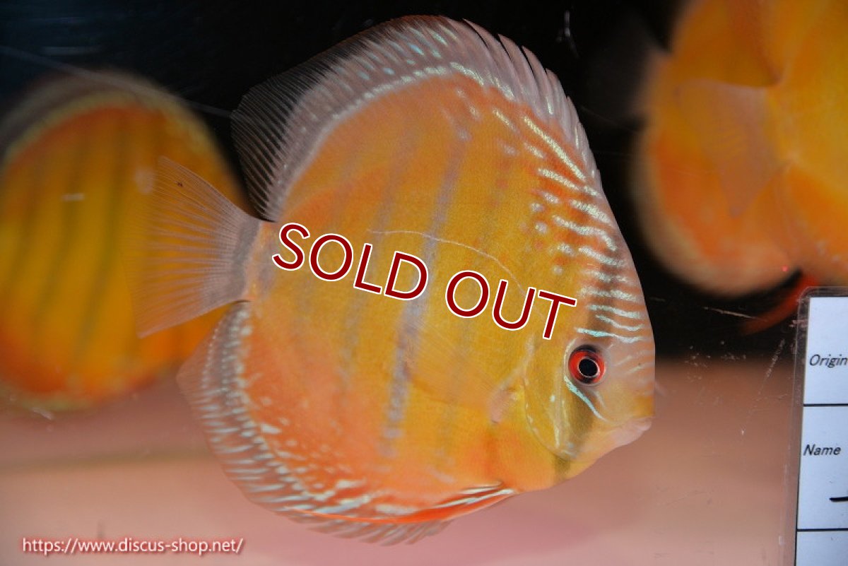 画像2: 【ワイルドディスカス】【通販】【３年ぶりの入荷】ヤムンダローズレッド【個体販売】12-13cm（生体）ヤムンダ産 (2)