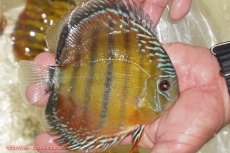 画像2: 【ワイルドディスカス】【通販】【３年ぶりの入荷】ヤムンダローズレッド【個体販売】12-13cm（生体）ヤムンダ産 (2)