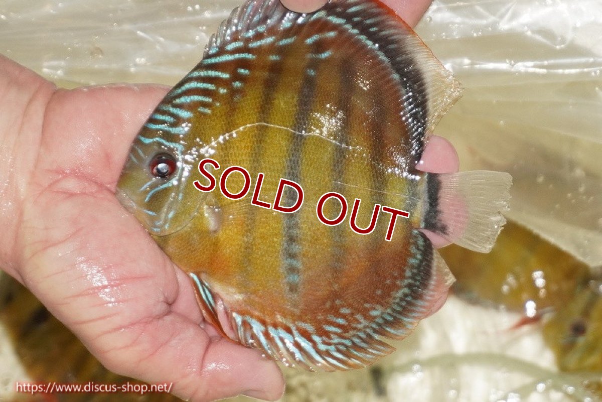 画像3: 【ワイルドディスカス】【通販】【３年ぶりの入荷】ヤムンダローズレッド【個体販売】12-13cm（生体）ヤムンダ産 (3)