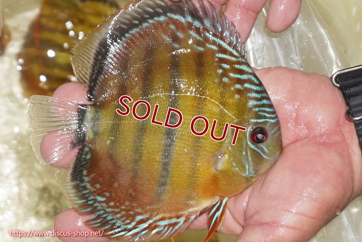 画像4: 【ワイルドディスカス】【通販】【３年ぶりの入荷】ヤムンダローズレッド【個体販売】12-13cm（生体）ヤムンダ産 (4)