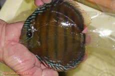 画像1: 【ワイルドディスカス】【通販】【３年ぶりの入荷】ヤムンダローズレッド【個体販売】14-15cm（生体）ヤムンダ産 (1)