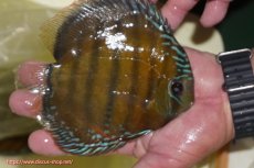 画像2: 【ワイルドディスカス】【通販】【３年ぶりの入荷】ヤムンダローズレッド【個体販売】14-15cm（生体）ヤムンダ産 (2)