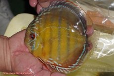 画像1: 【ワイルドディスカス】【通販】【３年ぶりの入荷】ヤムンダローズレッド【個体販売】14-15cm（生体）ヤムンダ産 (1)