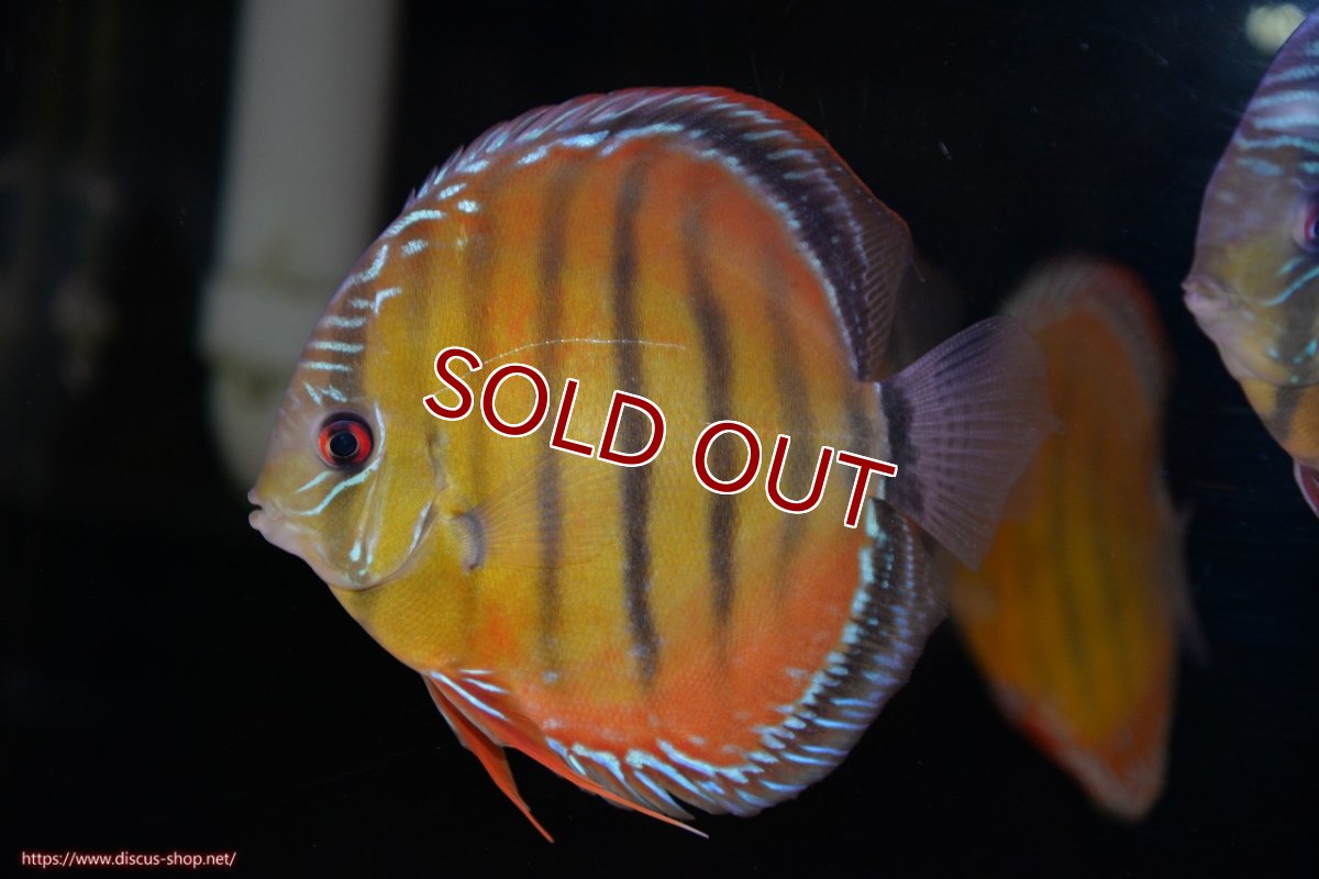 画像1: 【ワイルドディスカス】【通販】【３年ぶりの入荷】ヤムンダローズレッド【個体販売】14-15cm（生体）ヤムンダ産 (1)