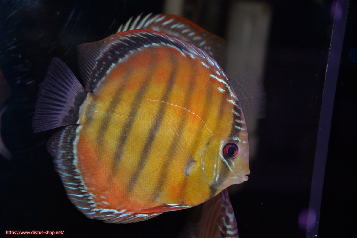 画像2: 【決算セール対象個体】【ワイルドディスカス】【通販】【３年ぶりの入荷】ヤムンダローズレッド【個体販売】14-15cm（生体）ヤムンダ産 (2)