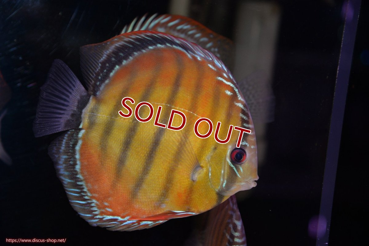 画像2: 【ワイルドディスカス】【通販】【３年ぶりの入荷】ヤムンダローズレッド【個体販売】14-15cm（生体）ヤムンダ産 (2)