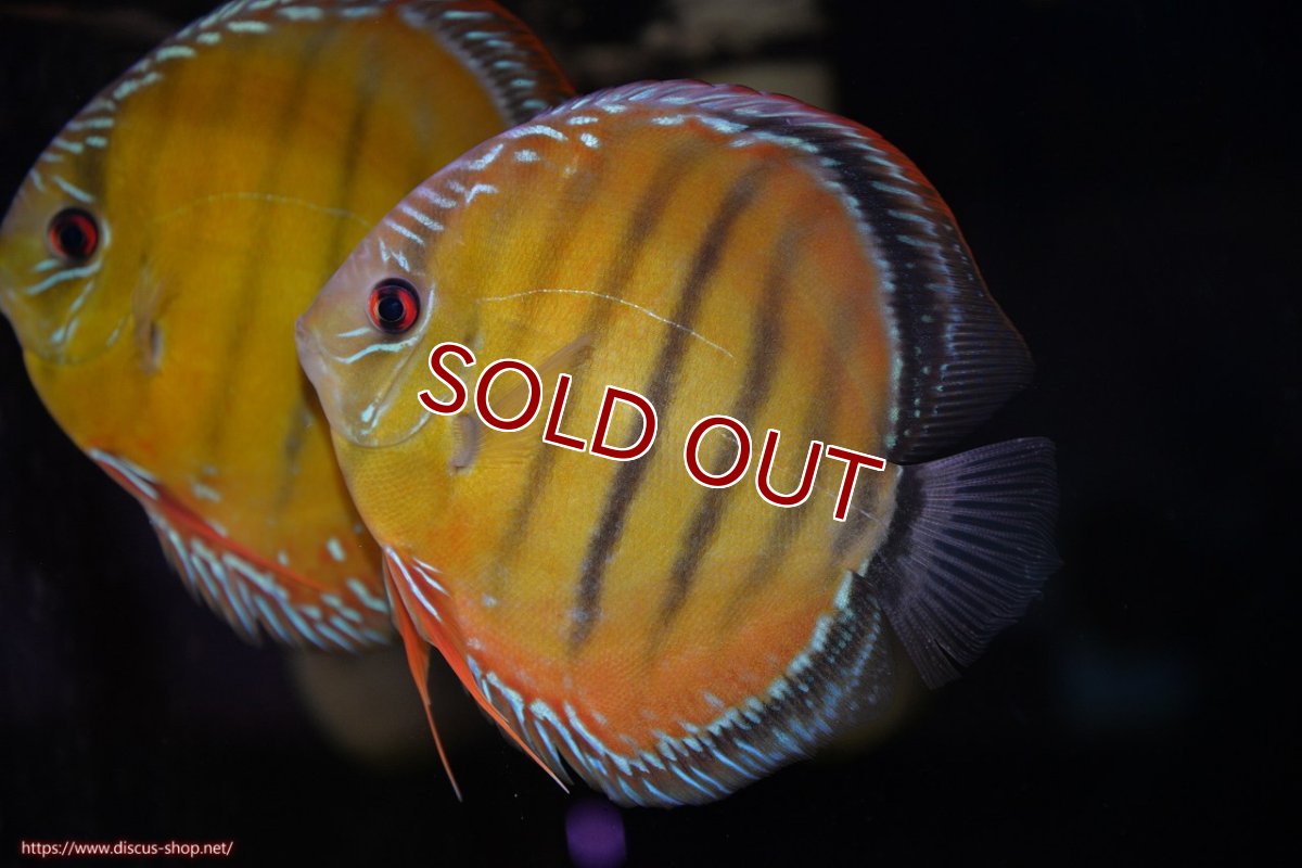 画像3: 【ワイルドディスカス】【通販】【３年ぶりの入荷】ヤムンダローズレッド【個体販売】14-15cm（生体）ヤムンダ産 (3)