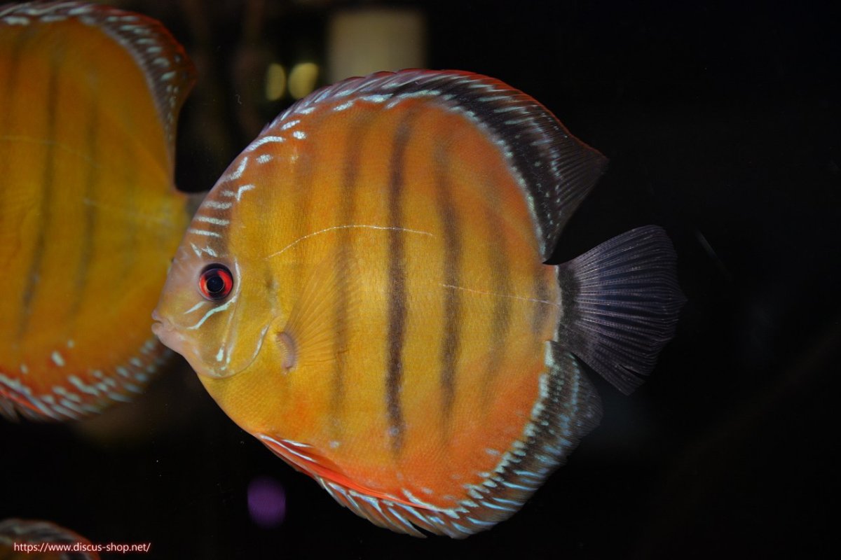 画像4: 【決算セール対象個体】【ワイルドディスカス】【通販】【３年ぶりの入荷】ヤムンダローズレッド【個体販売】14-15cm（生体）ヤムンダ産 (4)