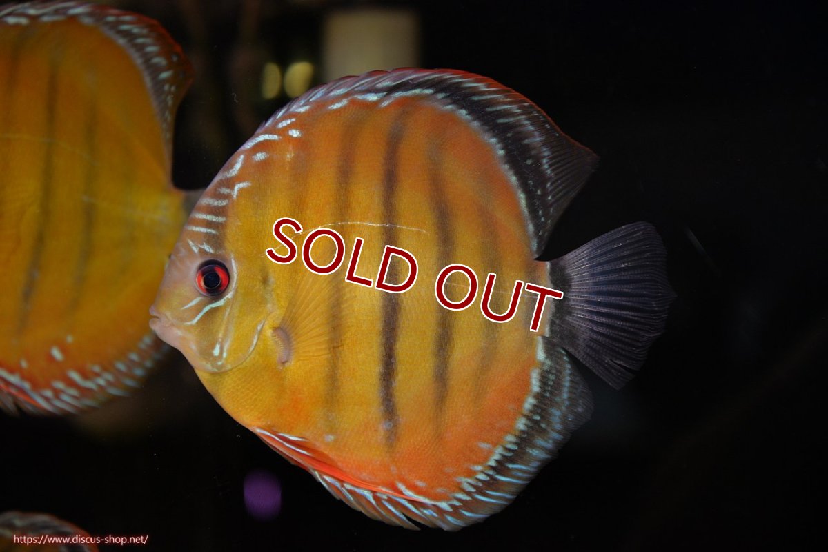 画像4: 【ワイルドディスカス】【通販】【３年ぶりの入荷】ヤムンダローズレッド【個体販売】14-15cm（生体）ヤムンダ産 (4)