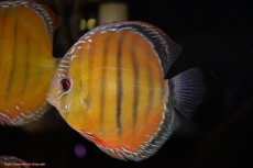 画像4: 【決算セール対象個体】【ワイルドディスカス】【通販】【３年ぶりの入荷】ヤムンダローズレッド【個体販売】14-15cm（生体）ヤムンダ産 (4)