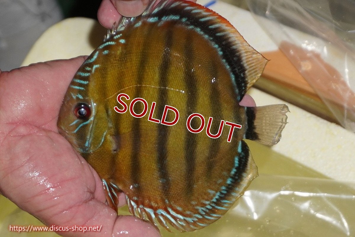 画像5: 【ワイルドディスカス】【通販】【３年ぶりの入荷】ヤムンダローズレッド【個体販売】14-15cm（生体）ヤムンダ産 (5)