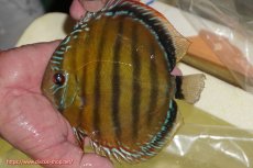 画像5: 【決算セール対象個体】【ワイルドディスカス】【通販】【３年ぶりの入荷】ヤムンダローズレッド【個体販売】14-15cm（生体）ヤムンダ産 (5)