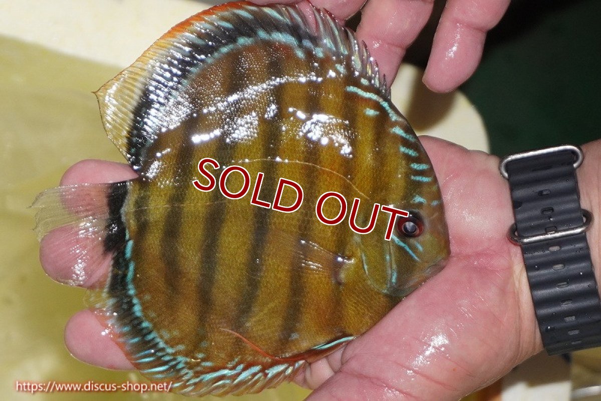 画像6: 【ワイルドディスカス】【通販】【３年ぶりの入荷】ヤムンダローズレッド【個体販売】14-15cm（生体）ヤムンダ産 (6)