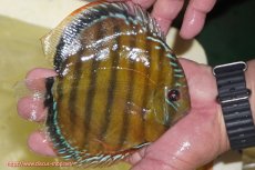 画像6: 【決算セール対象個体】【ワイルドディスカス】【通販】【３年ぶりの入荷】ヤムンダローズレッド【個体販売】14-15cm（生体）ヤムンダ産 (6)