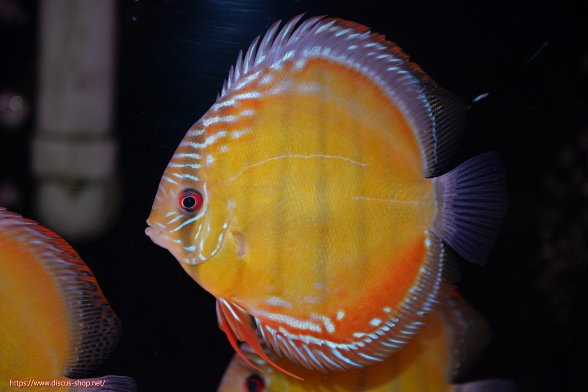 画像1: 【決算セール対象個体】【ワイルドディスカス】【通販】【３年ぶりの入荷】ヤムンダローズレッド【個体販売】12-13cm（生体）ヤムンダ産 (1)