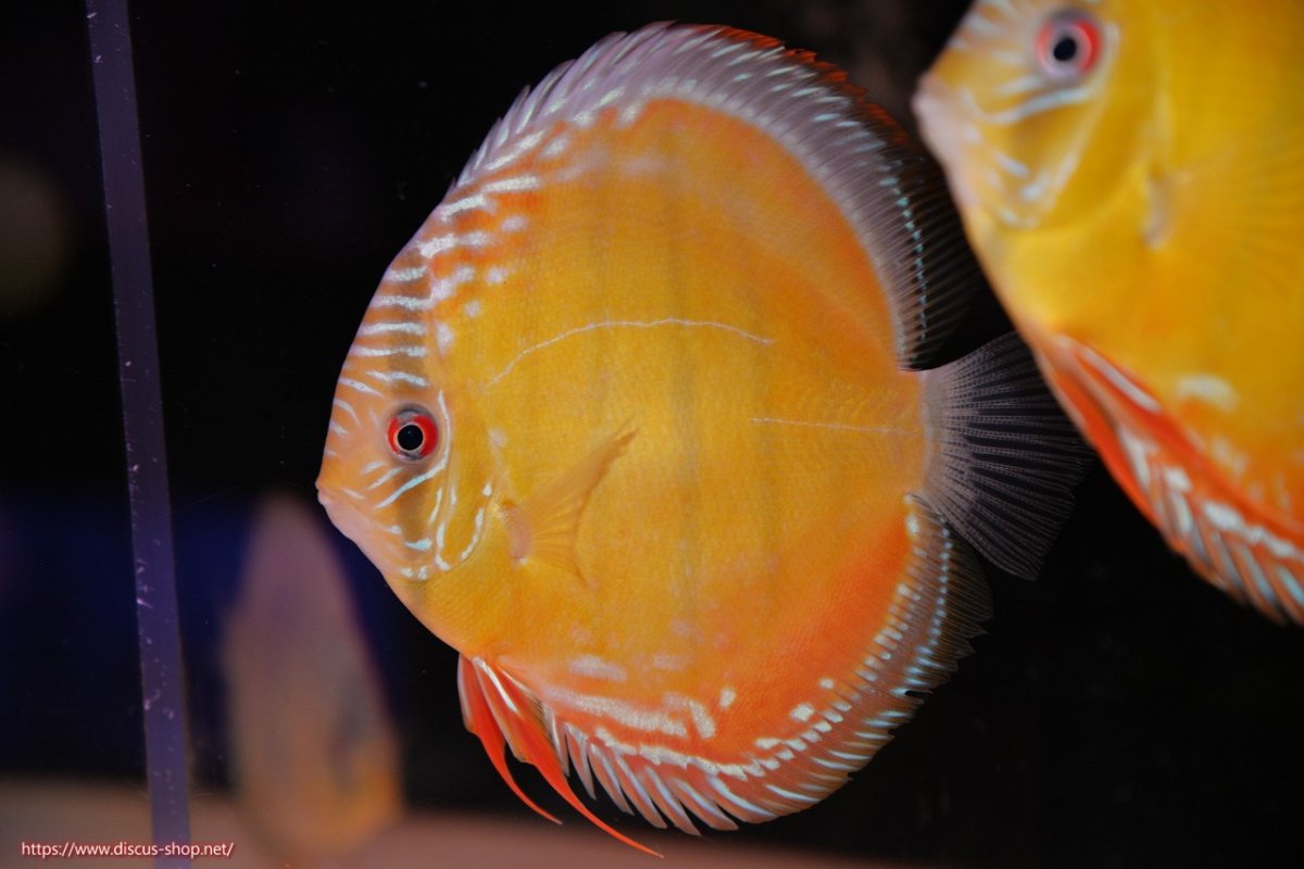 画像2: 【決算セール対象個体】【ワイルドディスカス】【通販】【３年ぶりの入荷】ヤムンダローズレッド【個体販売】12-13cm（生体）ヤムンダ産 (2)