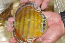 画像2: 【ワイルドディスカス】【通販】【３年ぶりの入荷】ヤムンダローズレッド【個体販売】12-13cm（生体）ヤムンダ産 (2)