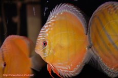 画像3: 【決算セール対象個体】【ワイルドディスカス】【通販】【３年ぶりの入荷】ヤムンダローズレッド【個体販売】12-13cm（生体）ヤムンダ産 (3)