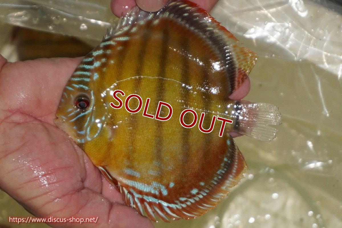 画像4: 【30周年記念セール対象個体】【ワイルドディスカス】【通販】【３年ぶりの入荷】ヤムンダローズレッド【個体販売】12-13cm（生体）ヤムンダ産 (4)