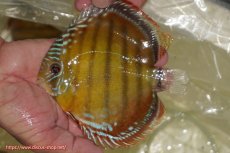 画像4: 【決算セール対象個体】【ワイルドディスカス】【通販】【３年ぶりの入荷】ヤムンダローズレッド【個体販売】12-13cm（生体）ヤムンダ産 (4)