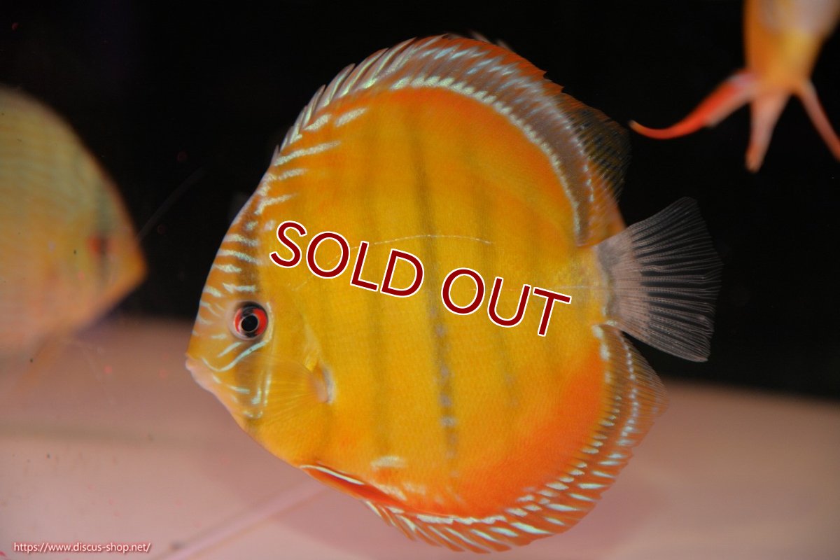 画像1: 【決算セール対象個体】【ワイルドディスカス】【通販】【３年ぶりの入荷】ヤムンダローズレッド【個体販売】12-13cm（生体）ヤムンダ産 (1)