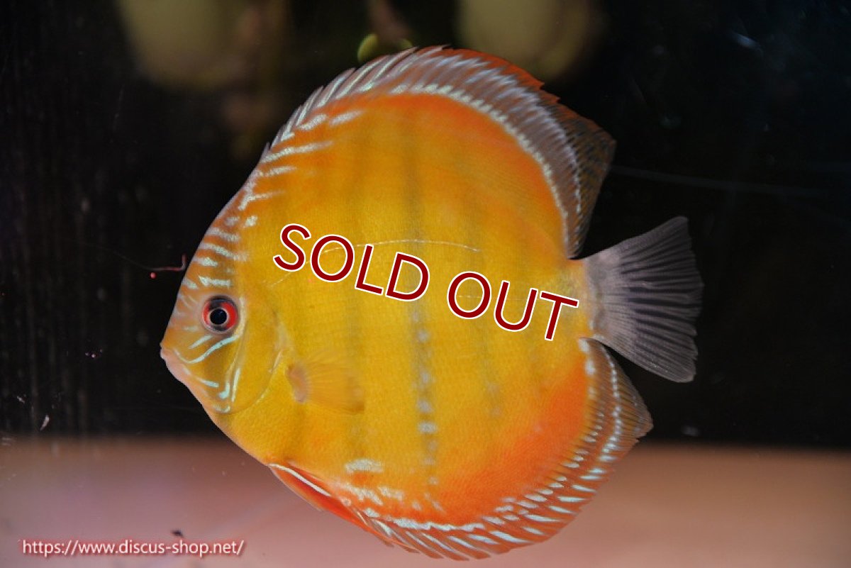 画像2: 【決算セール対象個体】【ワイルドディスカス】【通販】【３年ぶりの入荷】ヤムンダローズレッド【個体販売】12-13cm（生体）ヤムンダ産 (2)