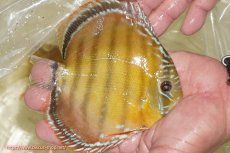 画像4: 【決算セール対象個体】【ワイルドディスカス】【通販】【３年ぶりの入荷】ヤムンダローズレッド【個体販売】12-13cm（生体）ヤムンダ産 (4)