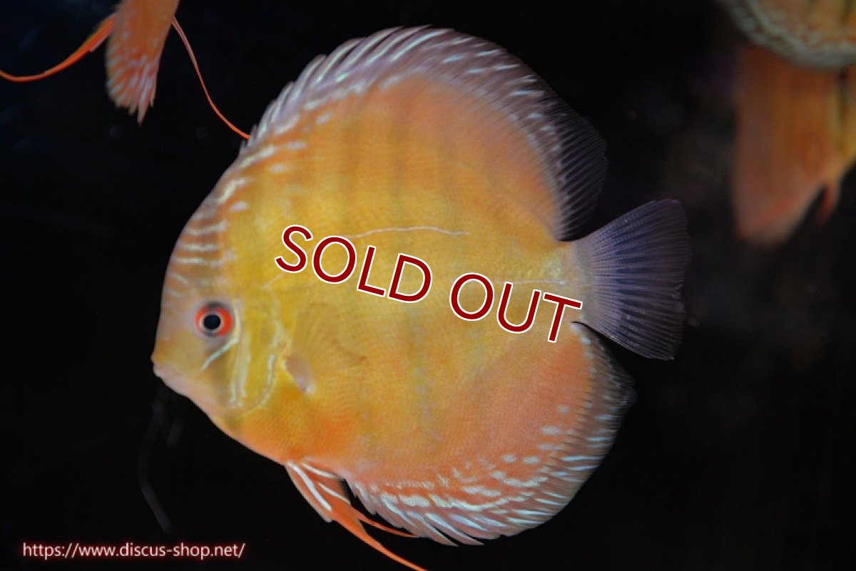 画像1: 【ワイルドディスカス】【通販】【３年ぶりの入荷】ヤムンダローズレッド【個体販売】12-13cm（生体）ヤムンダ産 (1)