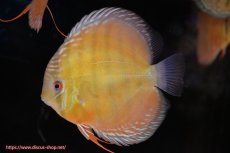 画像1: 【ワイルドディスカス】【通販】【３年ぶりの入荷】ヤムンダローズレッド【個体販売】12-13cm（生体）ヤムンダ産 (1)